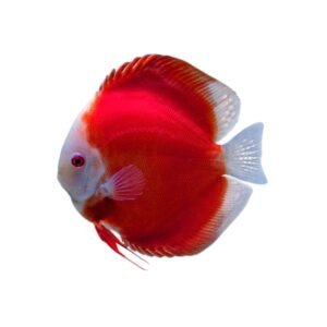 Red Mellon Discus Fish